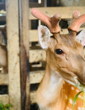 Kỹ thuật cắt nhung hươu