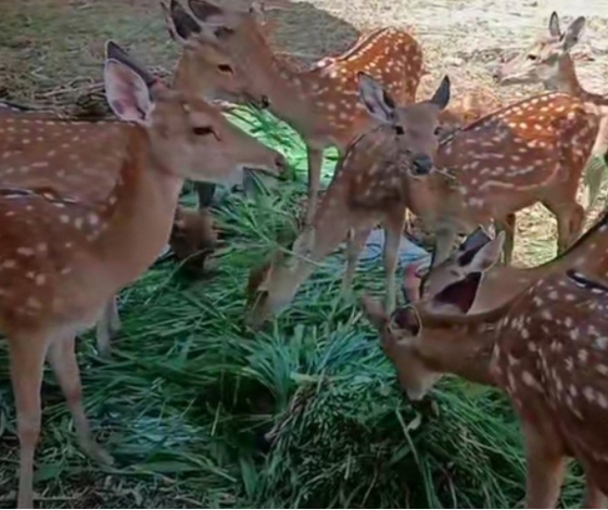 Hươu giống Hương Sơn