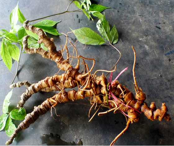 Cây Sâm Ngọc Linh