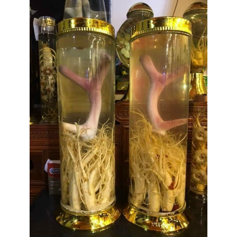 Nhung hươu ngâm rượu Hương Sơn