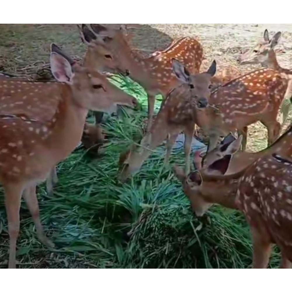 Hươu giống Hương Sơn