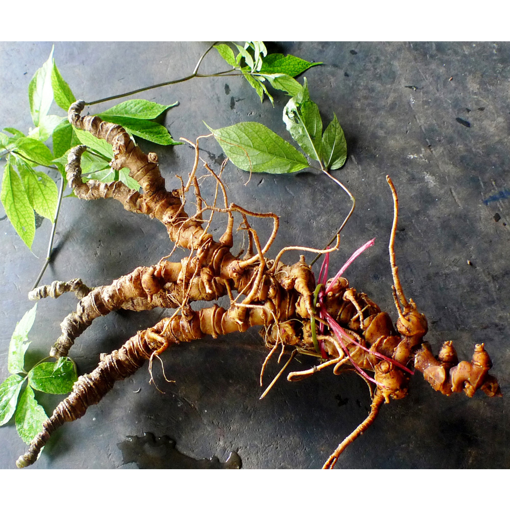 Cây Sâm Ngọc Linh